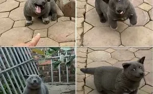 67 Hilarious Posts Of Dogs Who Don't Know How To Do Anything But Be Goofy (New Pics)