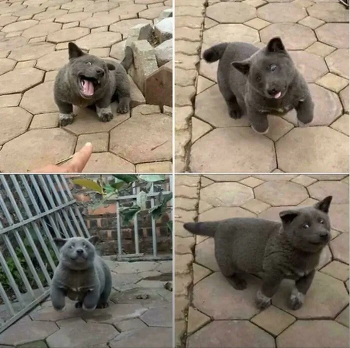 A collage of a round, grey, cat-like puppy making funny unhinged dog pictures faces.