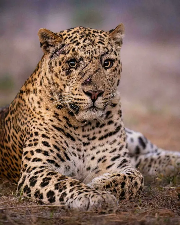 🔥 Photographer Marlon Du Toit Catches A True Survivor In His Prime, A Magnificent Male Leopard Proudly Displaying The Battle Scars Of A Warrior's Life. Jawai, India