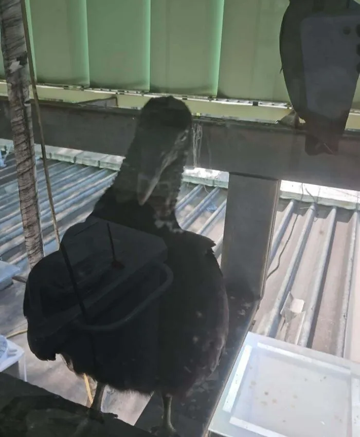 Today, A Couple Of Vultures Appeared At The Window Of The Surgical Center Where I Work