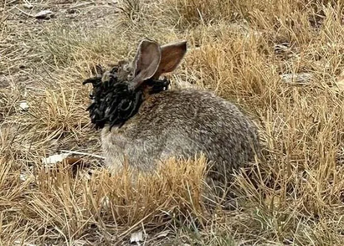 Rabbits In Colorado Spotted With Tentacle-Like Growths On Their Heads From Rare Virus