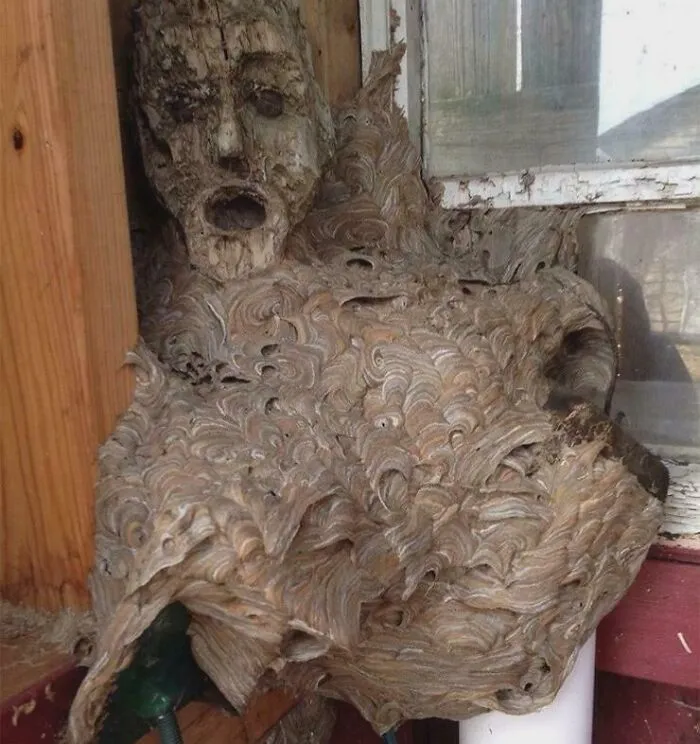 A Wasp Colony Constructed Their Nest Around A Mask That Was Being Kept In Storage