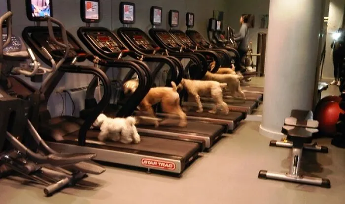 A Day In The Life Of A Manhattan Dog
