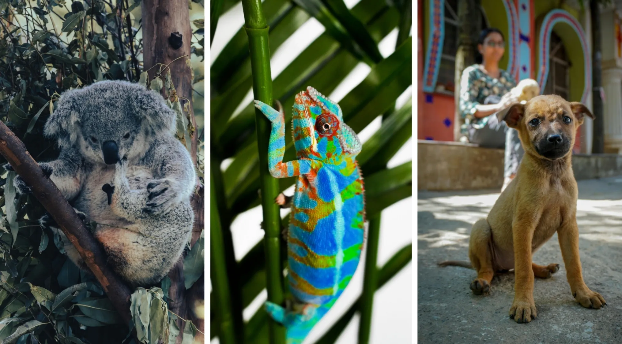 Koala with baby, colorful chameleon on a branch, and a puppy sitting on a street for Two Truths And A Lie factoid quiz