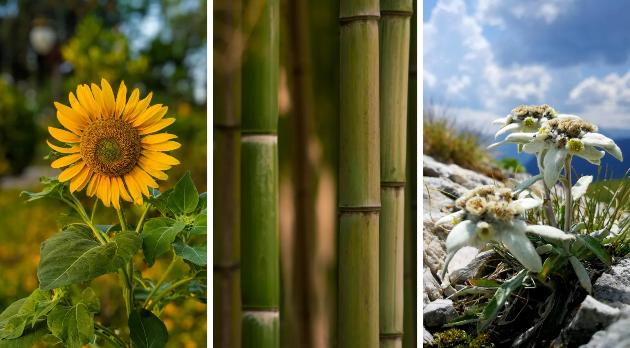 Sunflower, bamboo stalks, and edelweiss flowers side by side in nature, illustrating two truths and a lie concept.