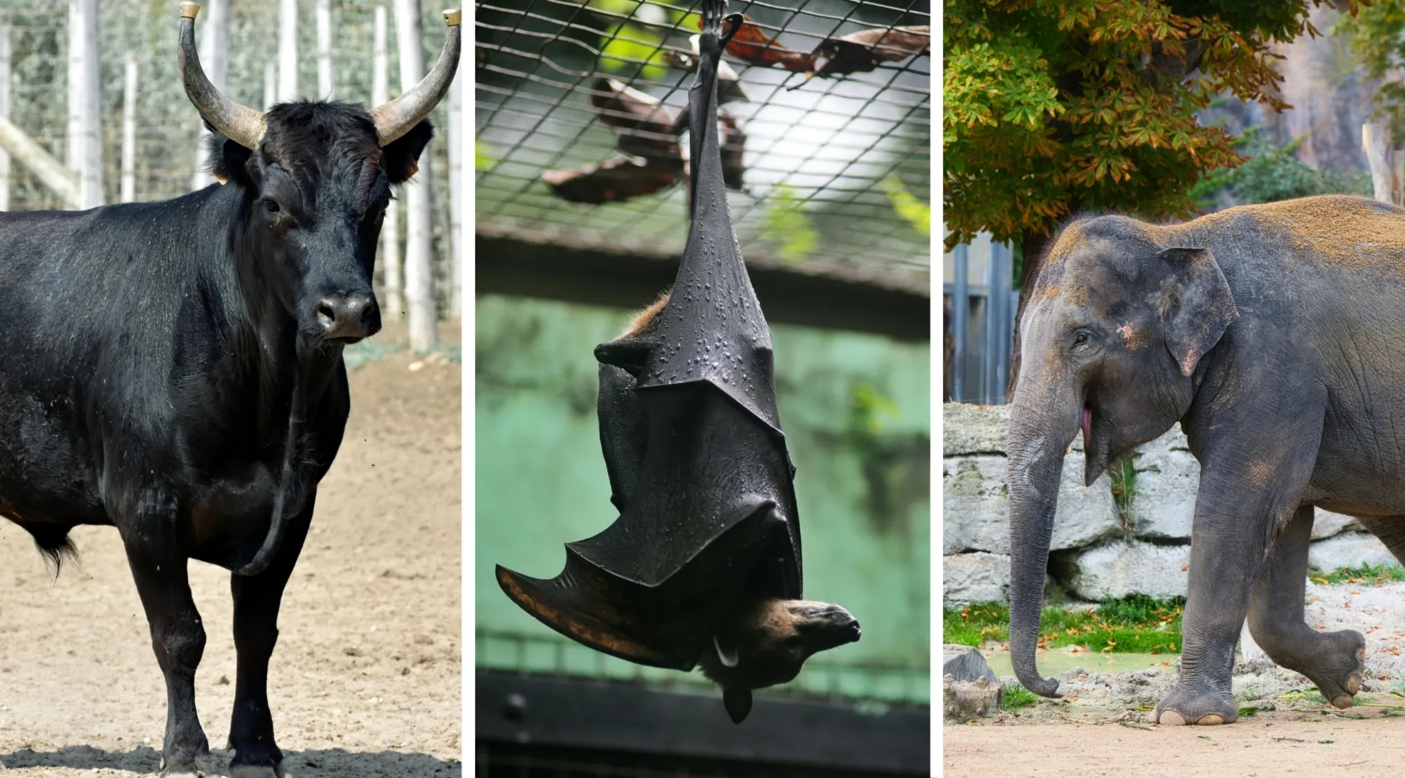 Images of a bull, a hanging bat, and an elephant used in a two truths and a lie animal guessing game.