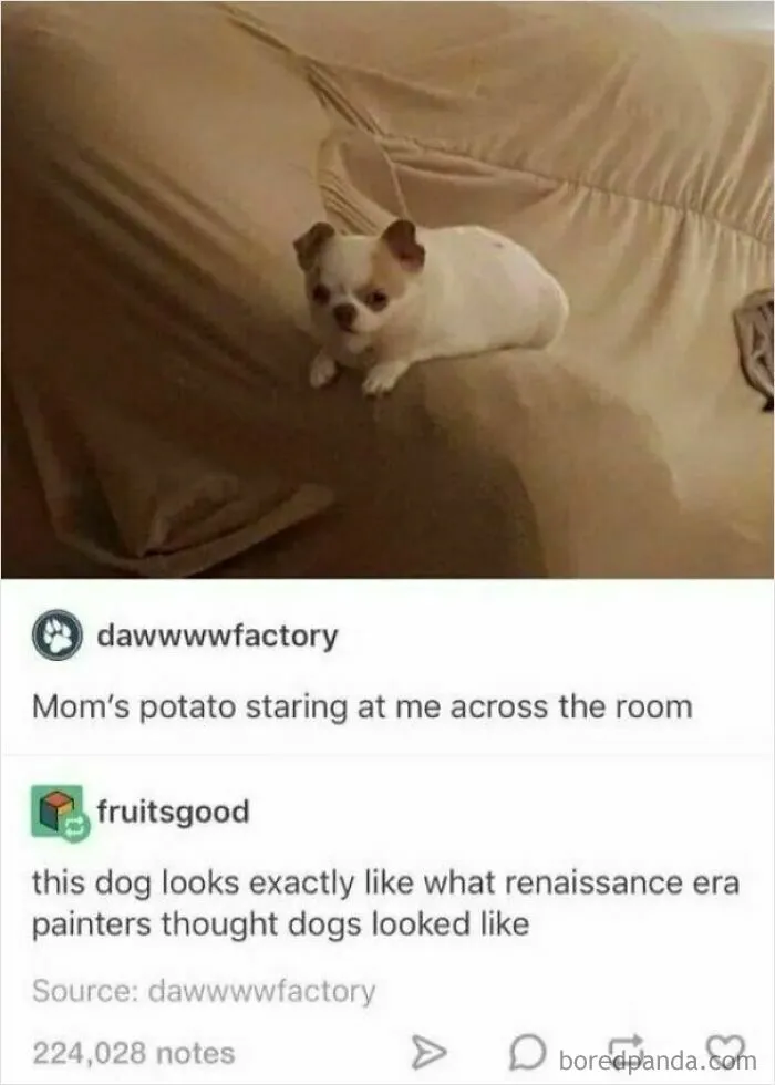 Does Insulting A Dog Still Count?