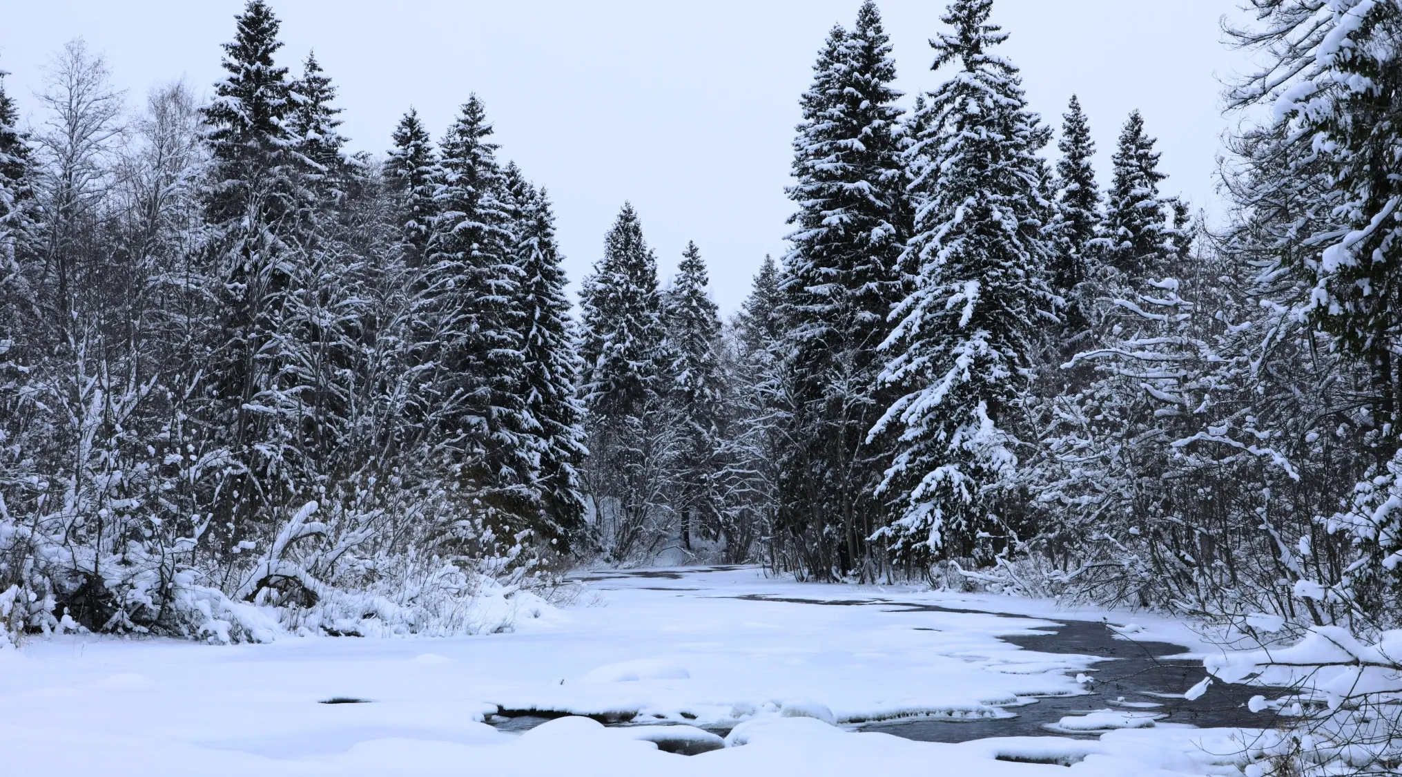 Snow-covered evergreen trees along a frozen river in a winter forest scene for two truths and a lie game.