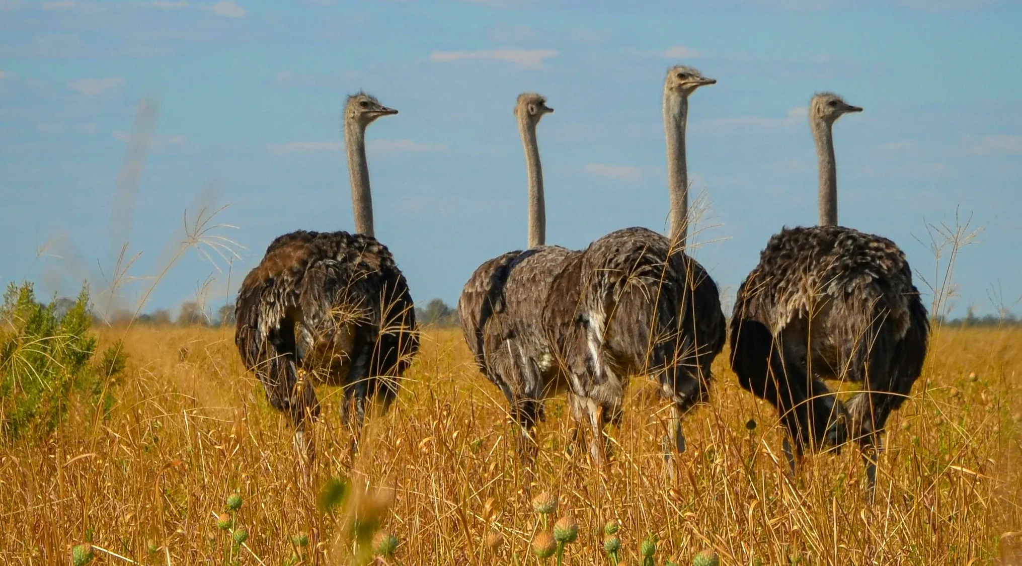 Four ostriches standing in a grassy field under blue sky, illustrating two truths and a lie concept in nature.