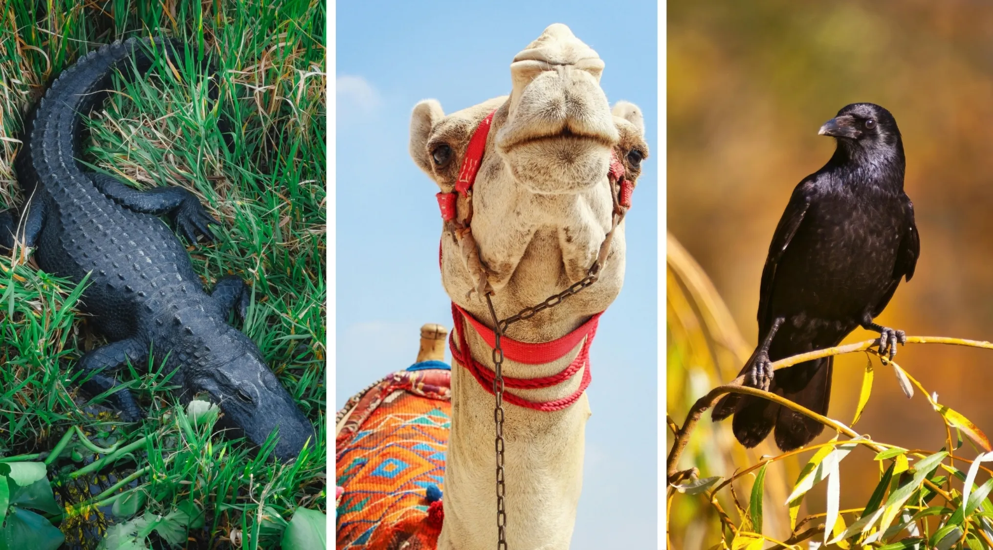 Alligator resting in grass, close-up of a camel with red harness, and black crow perched on branch outdoors.