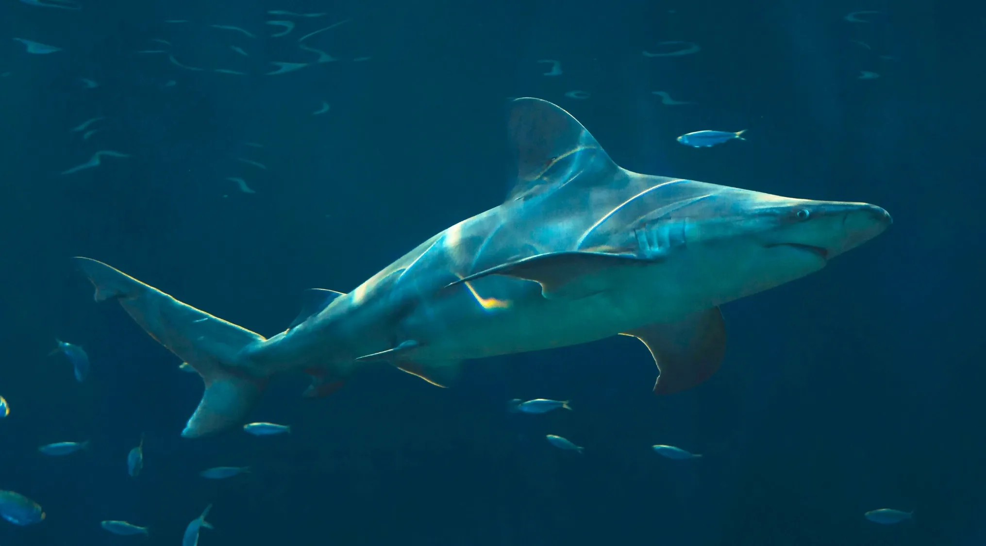 Shark swimming among small fish in dark ocean waters, illustrating a two truths and a lie scenario concept.