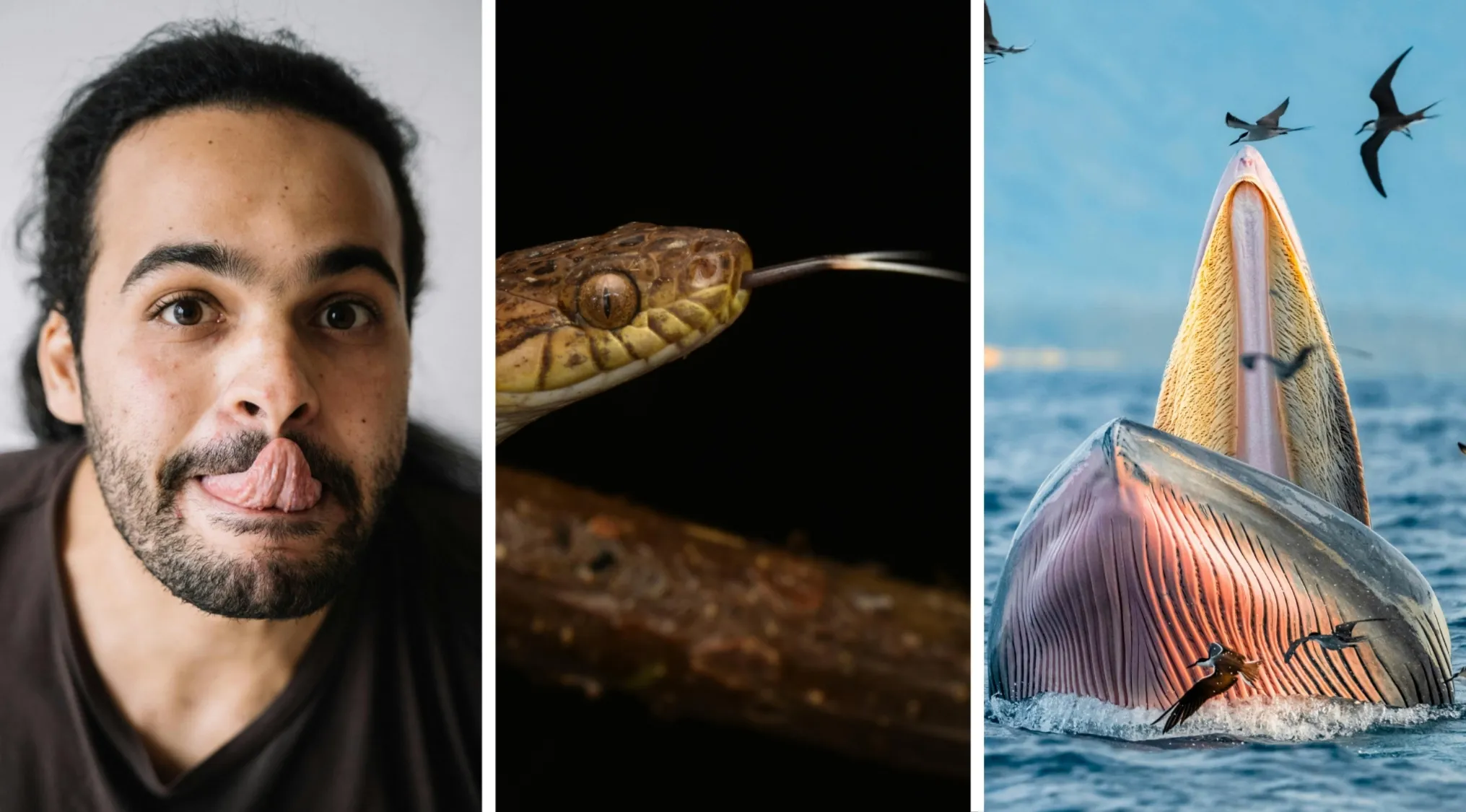 Man making a funny face, close-up of a snake flicking tongue, and a whale feeding among flying birds for two truths and a lie.