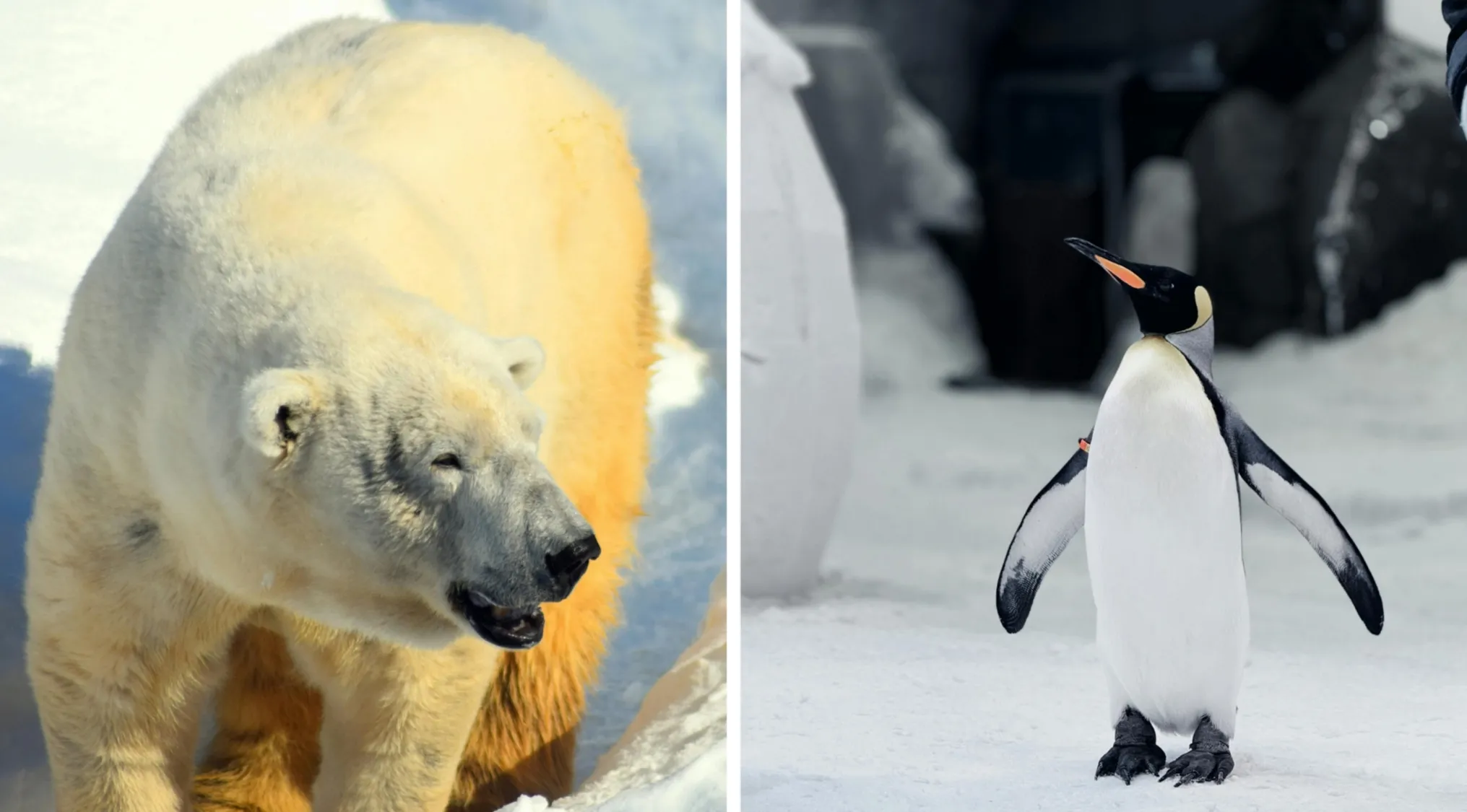 Polar bear and penguin side by side on snow, illustrating two truths and a lie animal comparison concept.