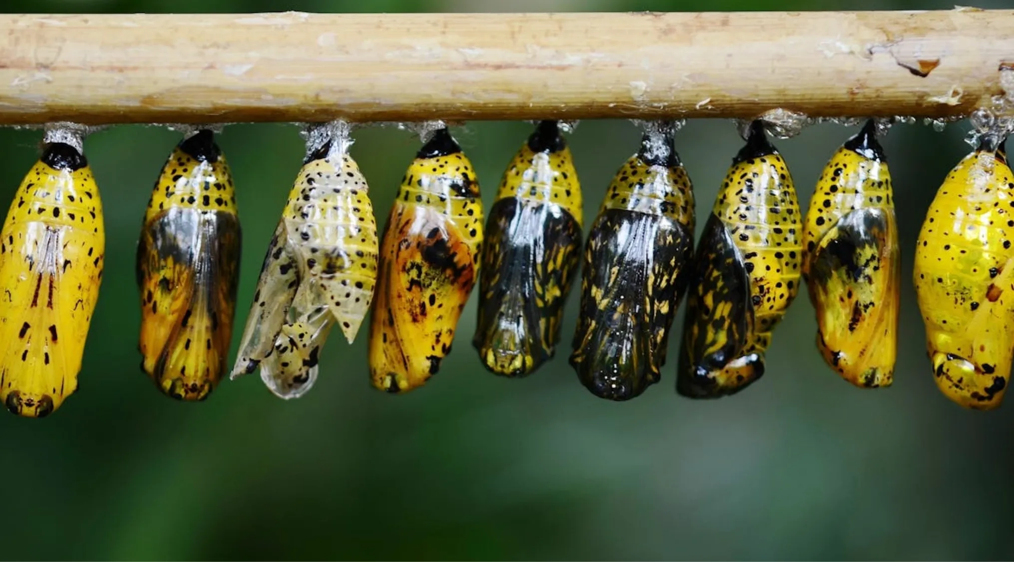 Chrysalises hanging on a branch showing the process of metamorphosis in caterpillars transforming into butterflies.