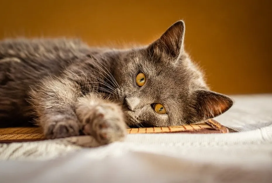 Gray cat with golden eyes lying down on a bed with a warm-toned background, showing a relaxed and calm posture.