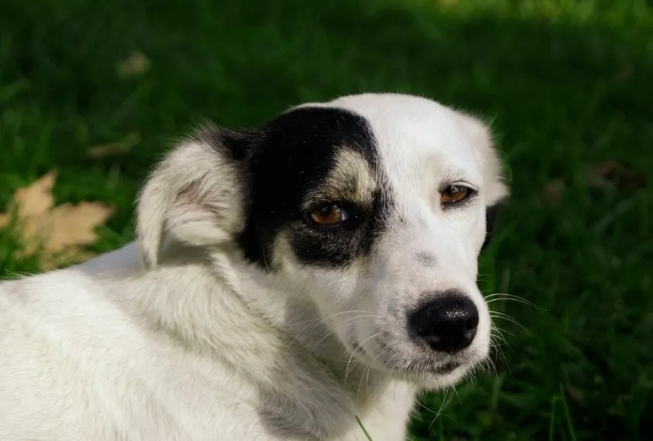 Close-up of a white and black dog resting on grass, representing the animal known as man's best friend.