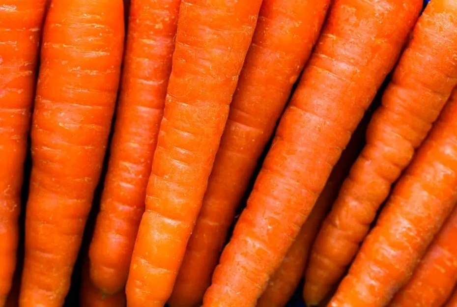 Close-up of fresh carrots highlighting their texture in a discussion about whether a carrot is botanically a fruit.