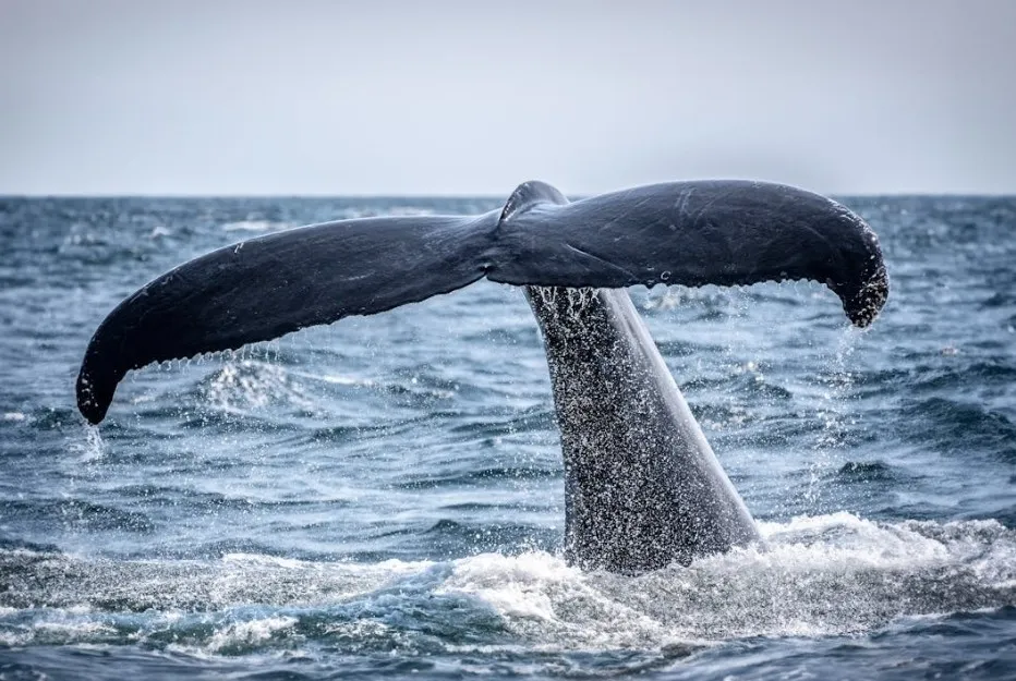 Blue whale tail rising above ocean water, showcasing the largest mammal diving into the sea.