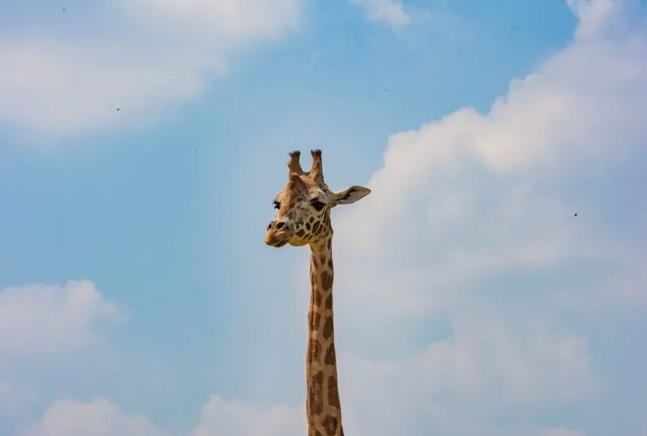 Giraffe with long neck against a bright blue sky, illustrating the largest mammal in the animal kingdom.