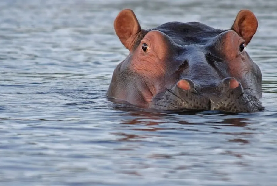 Hippopotamus partially submerged in water with ears and eyes above the surface in a natural habitat.