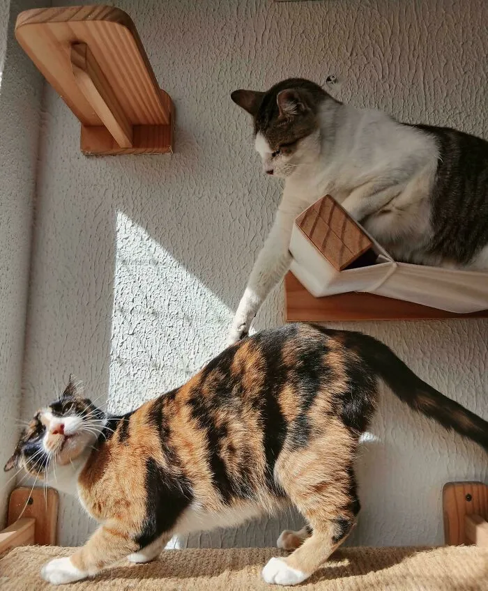 Two cats on wooden shelves with light casting a dramatic shadow, evoking an Accidental Renaissance scene.