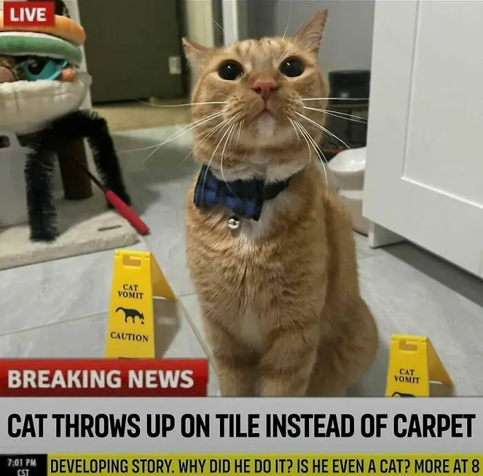 81 Times Cats Were So Ridiculous, Silly, Or Dramatic That They Had To Become Memes