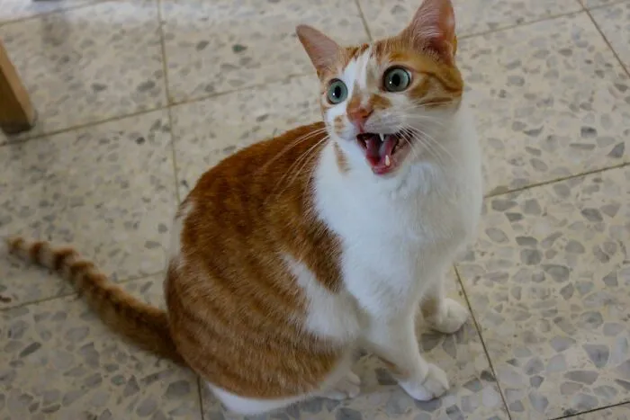 Purr-Haps Too Loud For Minnesota