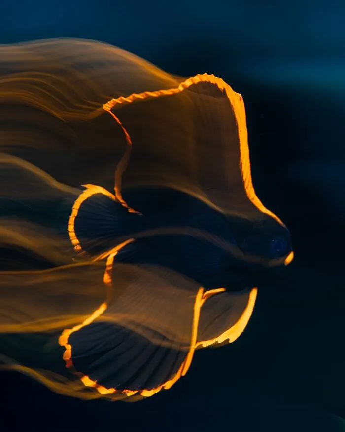 Finalist Fine Art Photographer Of The Year 2025 - Luis Arpa Toribio