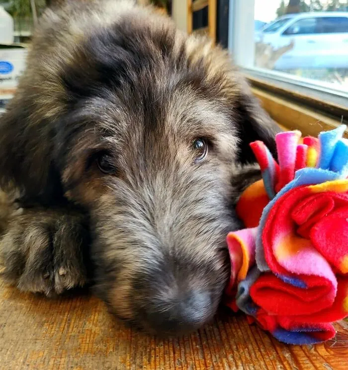 Dog Owners Are Sharing The Best Daycare Moments, And Here Are 51 That Stole The Show
