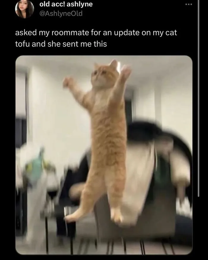 Blurry image of a cat mid-jump with raised paws, featured in unhinged and wild posts that might make you think wait what.