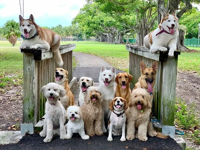 This Dog Daycare Has Mastered Getting Dozens Of Dogs To Pose Together, And Here Are 31 Of Their New Group Photos