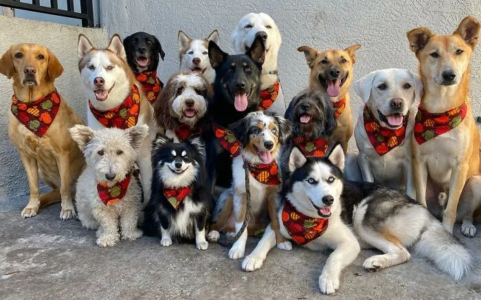 This Dog Daycare Has Mastered Getting Dozens Of Dogs To Pose Together, And Here Are 31 Of Their New Group Photos