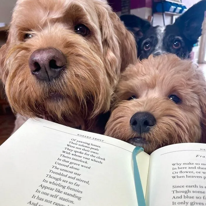 Dog Owners Are Sharing The Best Daycare Moments, And Here Are 51 That Stole The Show