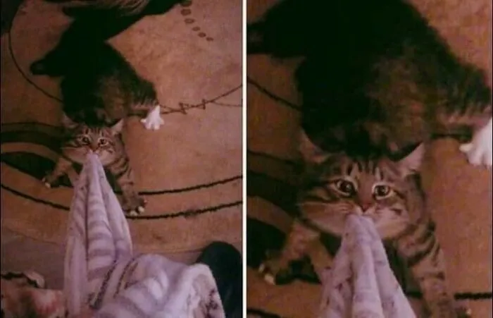 38 Hilarious Cat Moments Caught On Camera, As Shared By “Important Animal Images” (New Pics)