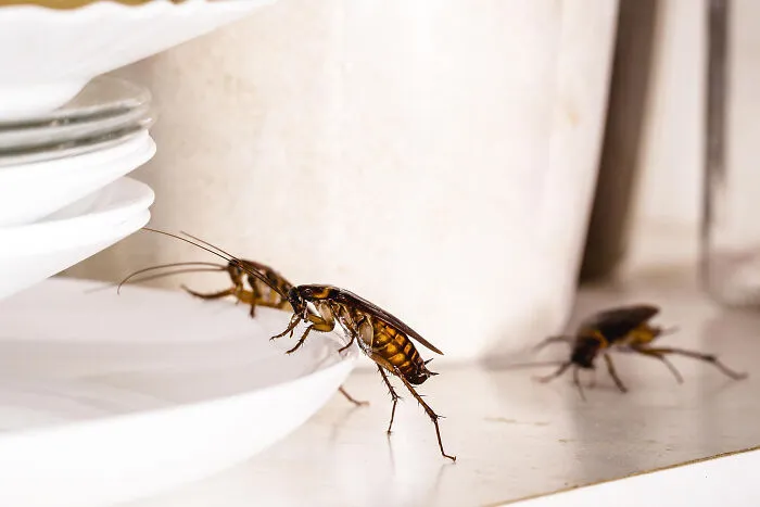 From Filthy Kitchens To Unthinkable Finds, 33 People Share Their Worst House Visits