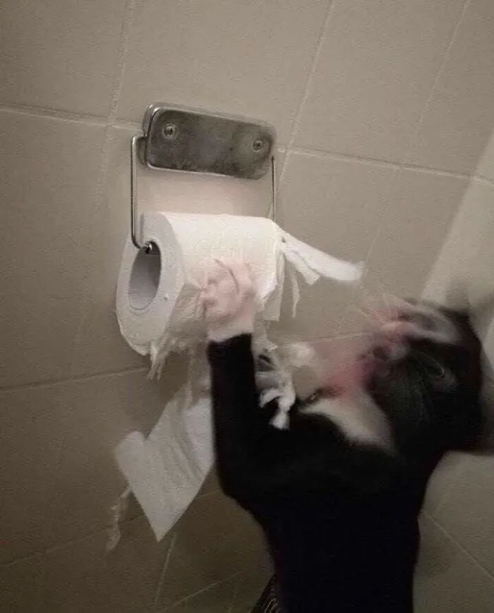38 Hilarious Cat Moments Caught On Camera, As Shared By “Important Animal Images” (New Pics)
