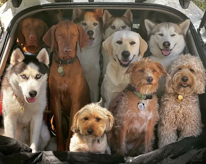 This Dog Daycare Has Mastered Getting Dozens Of Dogs To Pose Together, And Here Are 31 Of Their New Group Photos