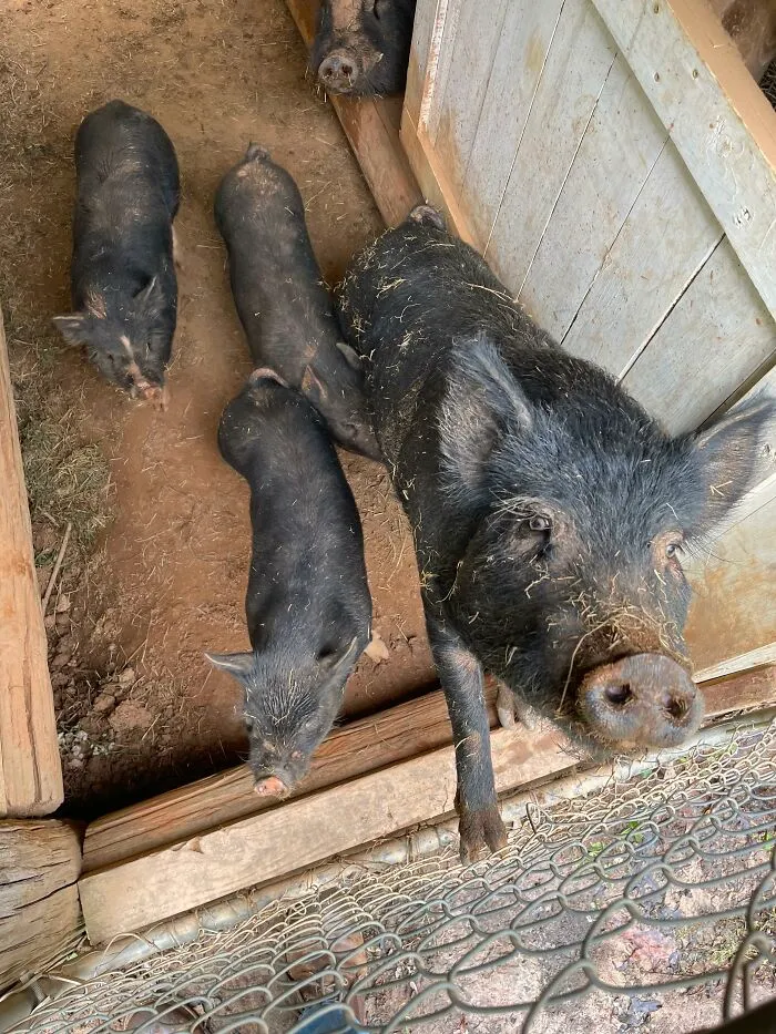 The UK Is Not A Fan Of Pigstys