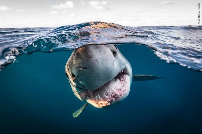 25 Fotos impresionantes que triunfaron en el concurso de Fotógrafo de Fauna salvaje del Año
