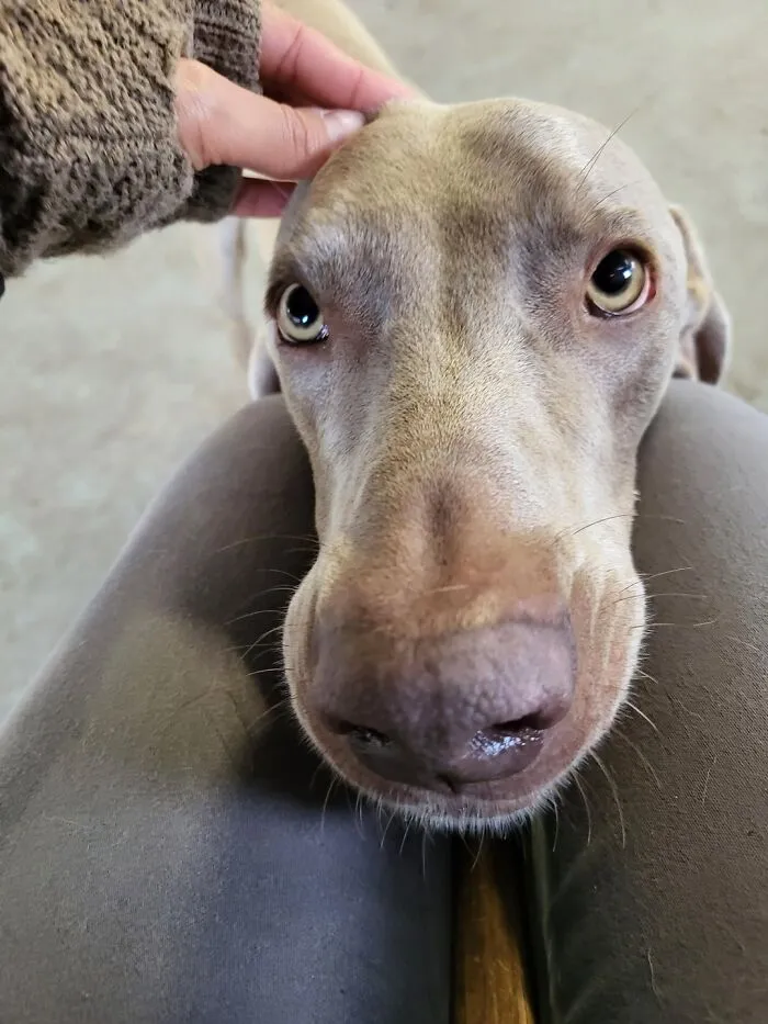 Dog Owners Are Sharing The Best Daycare Moments, And Here Are 51 That Stole The Show