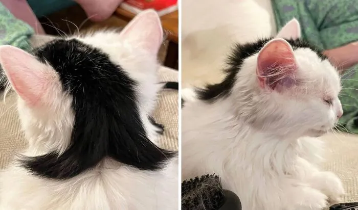 Adorable cat photo showing a white cat with a distinctive black marking that resembles a mustache.