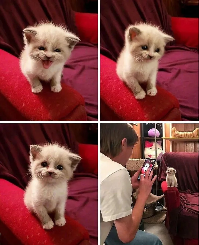 50 Hilarious And Adorable Cat Photos That Perfectly Capture Everyday Chaos, Shared By This Community (New Pics)