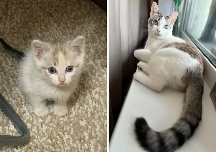 “Cat Grows”: 30 Adorable Side-By-Side Comparisons Of Cats Now And When They Were Little