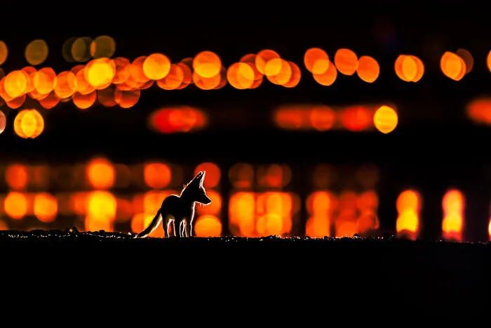 Winner, Wildlife, Sealife, Birdlife Portfolio: Mohammad Murad, Kuwait