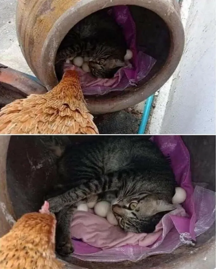 Hilarious cat photo of a tabby cat nesting with eggs in a pot while a hen watches.
