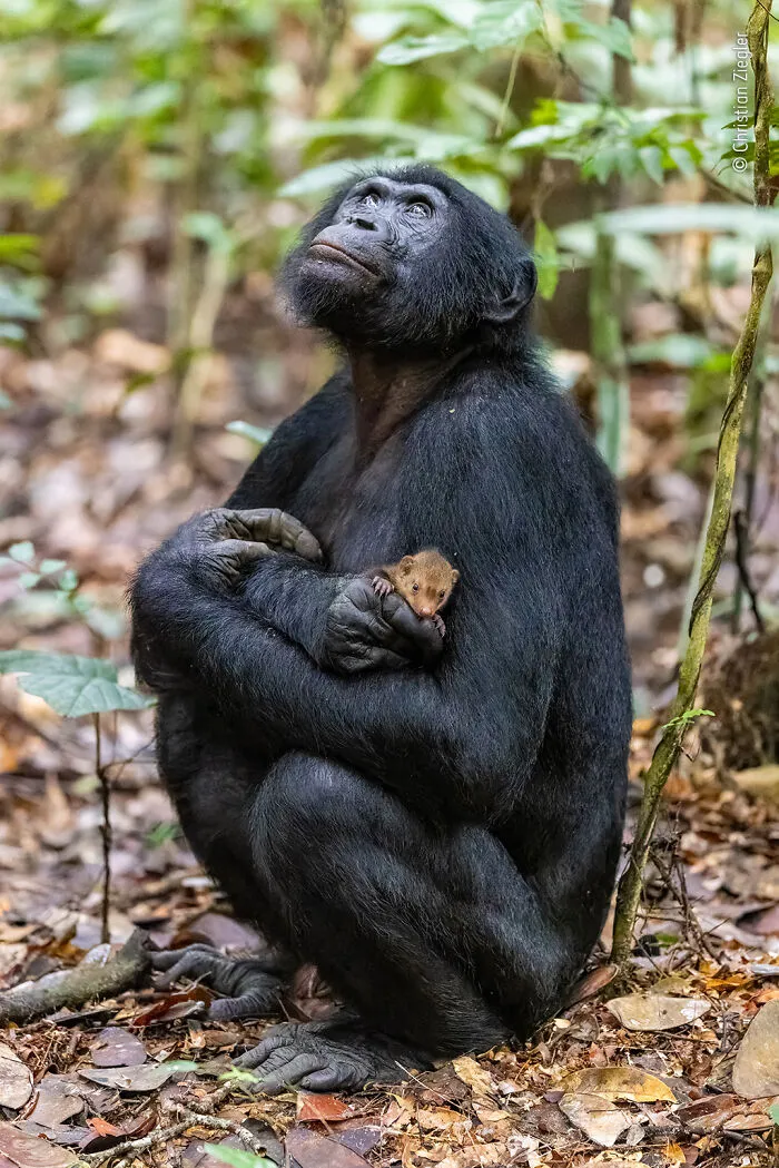 25 Fotos impresionantes que triunfaron en el concurso de Fotógrafo de Fauna salvaje del Año