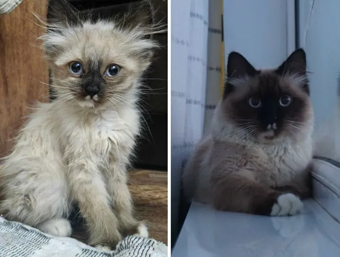 “Cat Grows”: 30 Adorable Side-By-Side Comparisons Of Cats Now And When They Were Little
