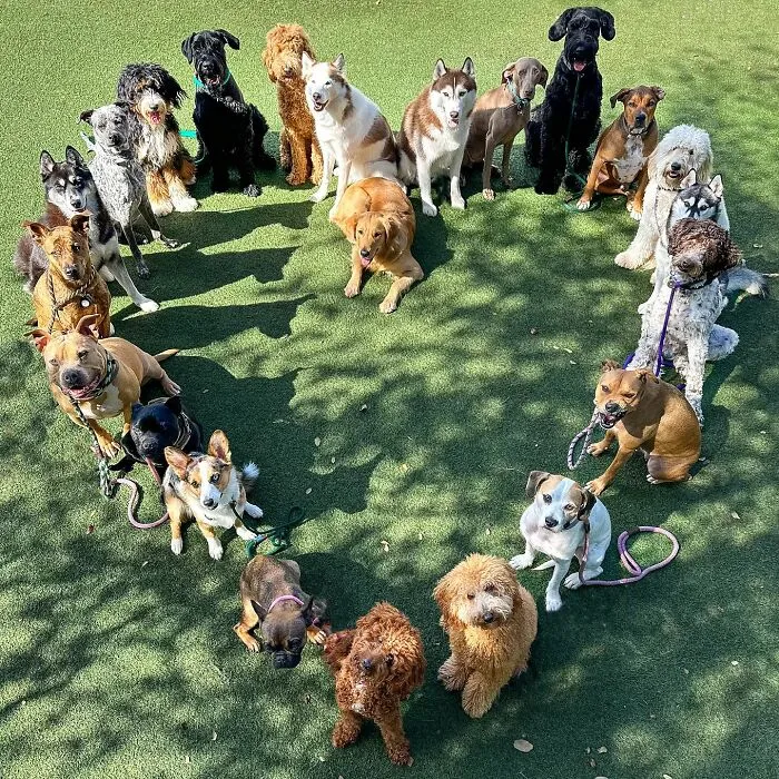 This Dog Daycare Has Mastered Getting Dozens Of Dogs To Pose Together, And Here Are 31 Of Their New Group Photos
