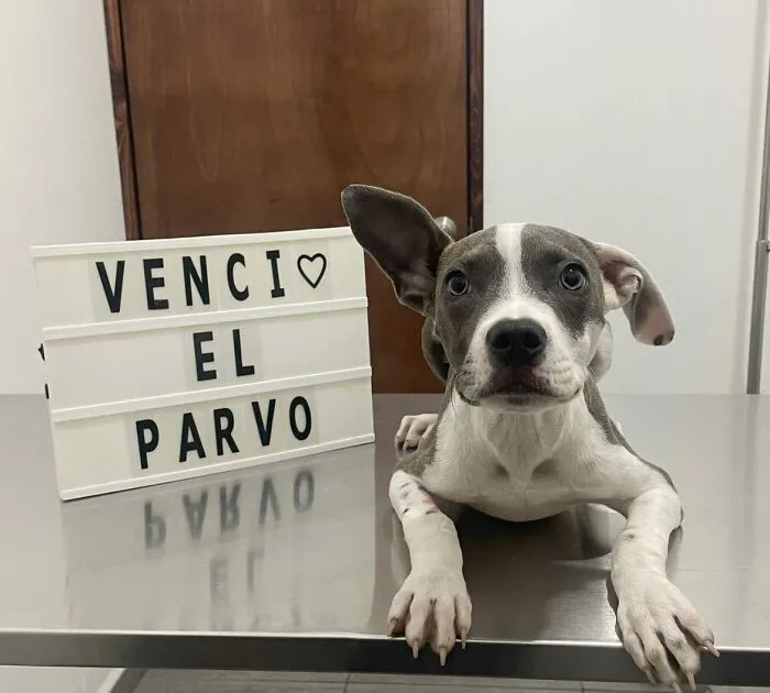 50 Pics Of Puppies Who Overcame A Life-Threatening Case Of Parvovirus Shared By Delka Hospital Veterinario