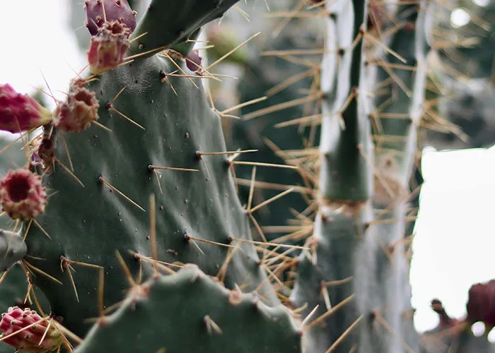 People Debunk 65 Survival Myths That Don’t Work In Real Life